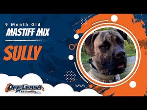 Sully 9 mo Mastiff Mix | Best Mastiff Dog Training | Training a Mastiff Puppy | Obedience Training