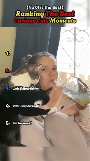 CURIOUS CATS | RANKING MOMENTS #shorts #ranking