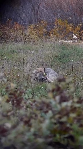 N | Hunting coyotes with a bow is hard and fun at the same time. | Instagram