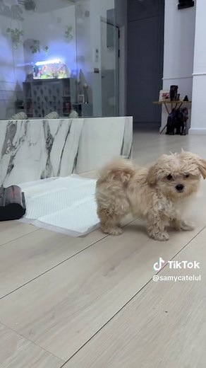 Understanding Maltipoo Growth and Care