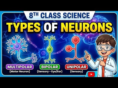 Types of Neurons / 8th Class Science / Pectaa