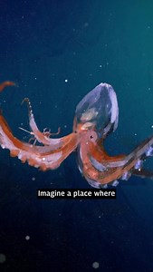 🐙 The deep sea is threatened by monstrous machines from deep sea mining companies ready to recklessly destroy the ocean. These companies are after minerals. With dollar signs in their eyes, they want to extract these minerals from the seabed, which could cause irreversible damages to the biodiversity. We need to stop deep sea mining before it starts. Sign the petition >> https://act.gp/3Sln7pC | Greenpeace Canada
