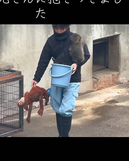 2026.3.3 15時のご飯の回は抱きつきませんでしたが、2026.3.4 12時の回はいつも通り飼育員のお兄さんに抱きつきました。やっぱりまだ寂しかったのかな？ #がんばれパンチ #ニホンザル #市川市動植物園