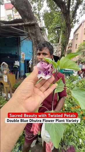 Rare Double Dhutra 🤍 Stunning Sacred Bloom at Galiffstreet!
