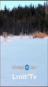 The optimal traveling pattern of wolves ? Think New | Think New