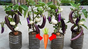 4.6M views · 64K reactions | How To Grow Eggplant With Carrots | Great DIY Idea | Facebook