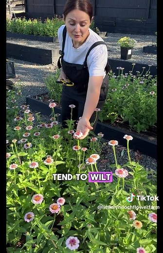 Harvesting Zinnias: Tips for Picking Perfect Blooms