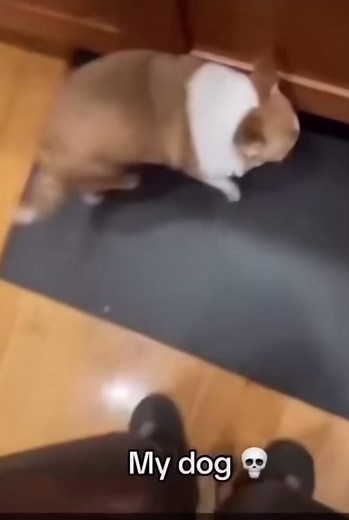Funny fat dog video #fyp #video #lol #silly #funny #funnyvideo #funnyvideos #cute #dog #animal #animals #repost #fat