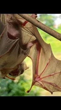 BABY BAT CRYING for help!! (Vertical Video)