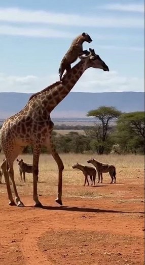 An Unbelievable Safari Scene: The Climbing Hyena