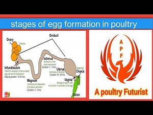 stages of egg formation in poultry