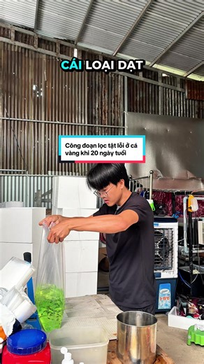 Lọc tật lỗi ở cá vàng 20 ngày tuổi