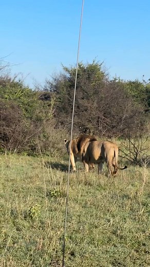 Everyday is Safari day CKTours | CKTours