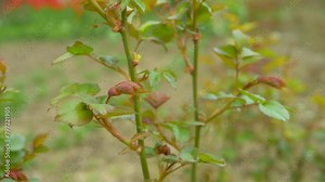 Planting and nurturing roses in a garden bed can result in beautiful blooms in spring. With proper care, these delicate flowers bloom beautifully in spring. New leaves of flower at spring time Stock Video