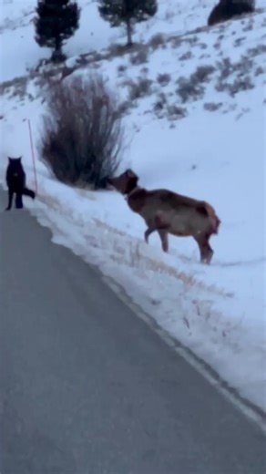 Wolf attack injured Elk . . #wolf #wolfdog #wolves #dogs #wolfdog #wolfgirl #animal #wildanimal #snowwolf #animals #roar #pet #homies #bravo #americanwolf #life #morningwolf #native #nativeculture #wolfcommunity #wolfdogpuppy #lonewolf #siberianwolf #wolfdoggy #wolflove #highcontentwolf #wolfdoglove #wolfdogclub #wolfdoghybrid #americanwolfdog | Wolf lovers world