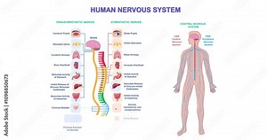 Human nervous system. Moving banner with medical infographics. Educational materials. Biology and anatomy. Spinal cord, cerebellum and peripheral nervous system. Cartoon flat animated graphics