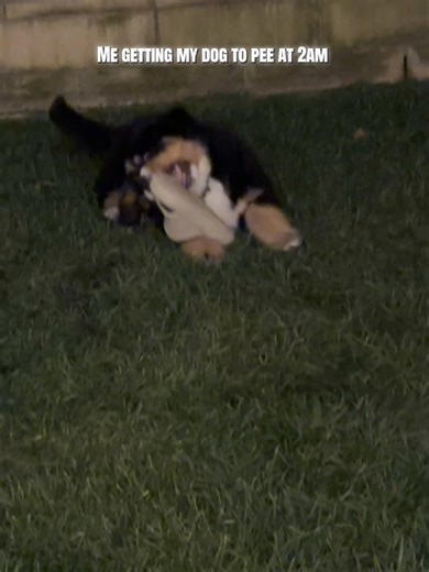 Effective Potty Training for Bernese Mountain Dogs