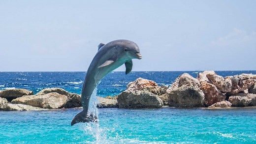 5 Beaches In Goa You Need To Hit To Spot Dolphins Putting On A Sassy Water Show In The Arabian Sea