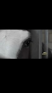 25K views · 476 reactions | Witness the Magic of Monty’s Special...