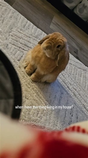 вao вao © on Instagram: "What should I do? . . . #bunniesofinstagram #bunnyoftheday #bunny #hiccups"