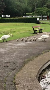 318K views · 4.6K reactions | Just a cute family of swans enjoying their morning stroll!  | BBC Yorkshire | Facebook