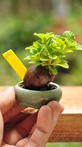 21K views · 295 reactions | 2023 mini bonsai update หาต้นที่ใช่ เลือกต้นที่ชอบ เข้าชมออนไลน์ได้ตลอด24ชม https://shop.line.me/@minature_c/collection/99835 #ต้นไม้สายย่อ #บอนไซจิ๋ว #หัวมันแคระ #minibonsai #bonsaimame | Minature_c | Facebook