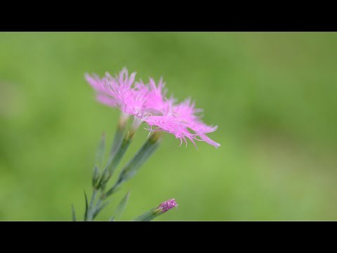 なでしこの花が咲きました。 追 伸 グレープ