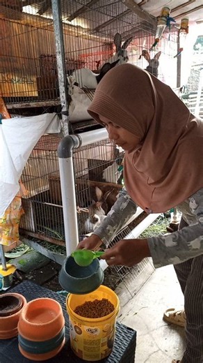 The rabbit's breakfast menu is pellets 🐰 #Rabbitfarm #bunny #Rabbit #animals #Rabbitfarm #pet | Zaroah Usnan