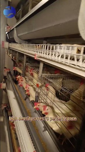 Automated Layer Farming: One-Stop Egg Efficiency
