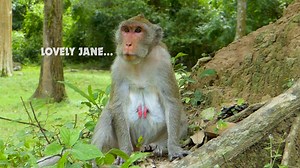 13K views · 227 reactions | Lovely monkey Jane look nice after weaning Jody and Janna, Jane have good time with King | Monkey Jane Family | Facebook
