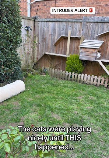 The garden playtime was going perfectly… until the squirrel showed up 🐿️🐈🤣 #cat #funnycat #catlover #cattok #squirrel