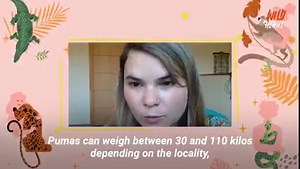 The power of the Dogo Argentino