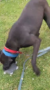 Sully having fun with his toy. Please see his details on www.munsterlostandfound. Conor call 0862112850 | Munster lost and found pet helpline | Facebook