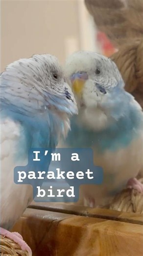 Talking budgie positive vibes #talkingparakeet #budgies #budgiesounds #parakeet