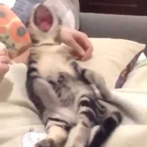 48K views · 2.9K reactions | "Time to get up, kitty!" "....5 more minutes, mom" | Cat Vines | Facebook
