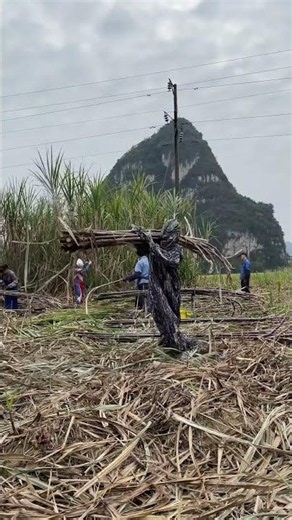 Originally I wanted to rule the world but was caught by humans and asked to cut sugarcane