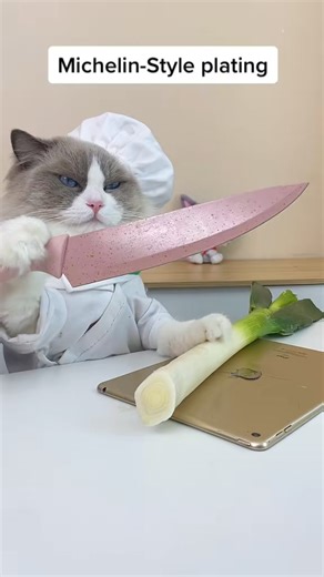 Puff never jokes about his cooking skills 😄😄😄 #smartcat #satisfying #testing #asmr #cat #cutecat #reels #fyp | That Little Puff Cat