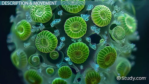 Volvox | Movement, Classification & Reproduction - Video | Study.com