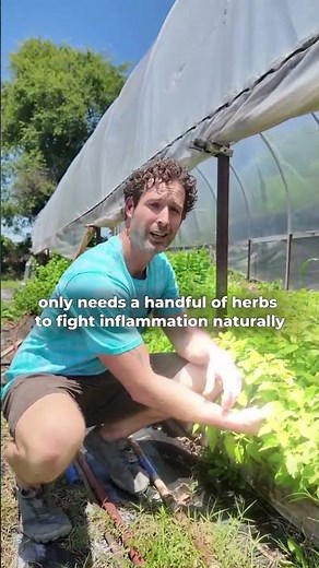 Natural Herbs That Support Inflammation Naturally