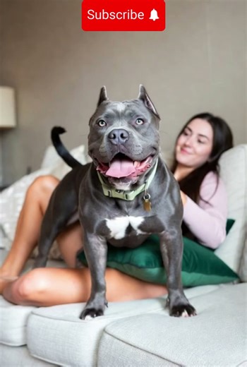 The Hidden Secret Behind This Pitbull's Obedience 🤫 | Training Revealed @PurePetsLover #doglife