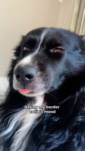 My border collie doesn’t need words… he speaks with facial expressions🤭👀 His facial expressions speak louder than words🫶 Is your border collie the same way?🤣⬇️ #bordercollie #bordercollies #facialexpressions #dogfaces #funnydog #funnydogsvideos #funnydogsofinstagram #dogowner #dogowners #dogownerlife #dogreels #dogreel #dogreelsofinstagram #dogreelsvideo | Curedbydogs