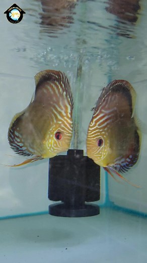 Discus House | Trang Trại Cung Cấp Cá Dĩa Sỉ & Lẻ Trên Toàn Quốc.