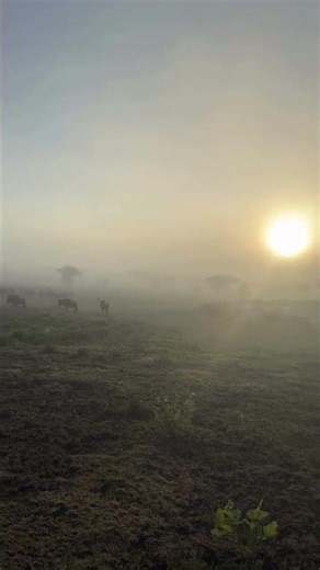 Great Migration Herd spotted grazing in Kusini Plains