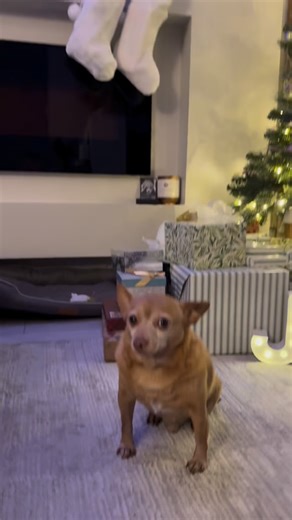 Cheddar on Instagram: "Told Santa imma need my ball or don’t come to the house 😤 Introducing @cheerble_global wicked ball AIR! ⚡️ Hands-free interactive play ⚡️ Auto-moves & changes direction ⚡️ Durable for indoor & outdoor fun ⚡️ Keeps dogs active & mentally stimulated ⚡️ USB rechargeable ⚡️ Great for boredom & solo play ⚡️ Safe, pet-friendly design ✨Grab an extra 5% off with code 05CHEDDAR and enjoy up to 38% off during Christmas! Link in Bio"