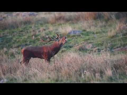 Brame du cerf, Aubrac, Aveyron