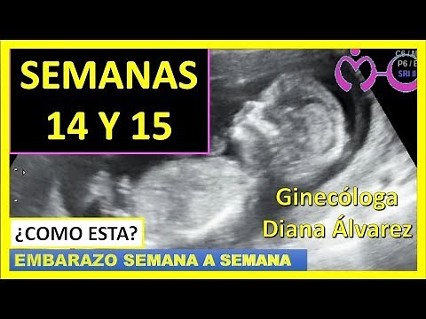 PREGNANCY WEEK 14 AND 15 BY GYNECOLOGIST DIANA ALVAREZ