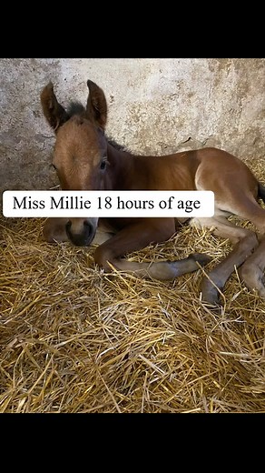 VL Equine Optimal Performance on Reels