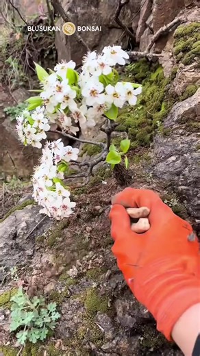 Beautiful Wild Flower Bonsai Tree Art