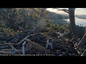 Big Bear Bald Eagles /Fiona, Gray Squirrel, Lodgepole Chipmunk💖July 14 2022