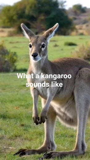 What a kangaroo sounds like